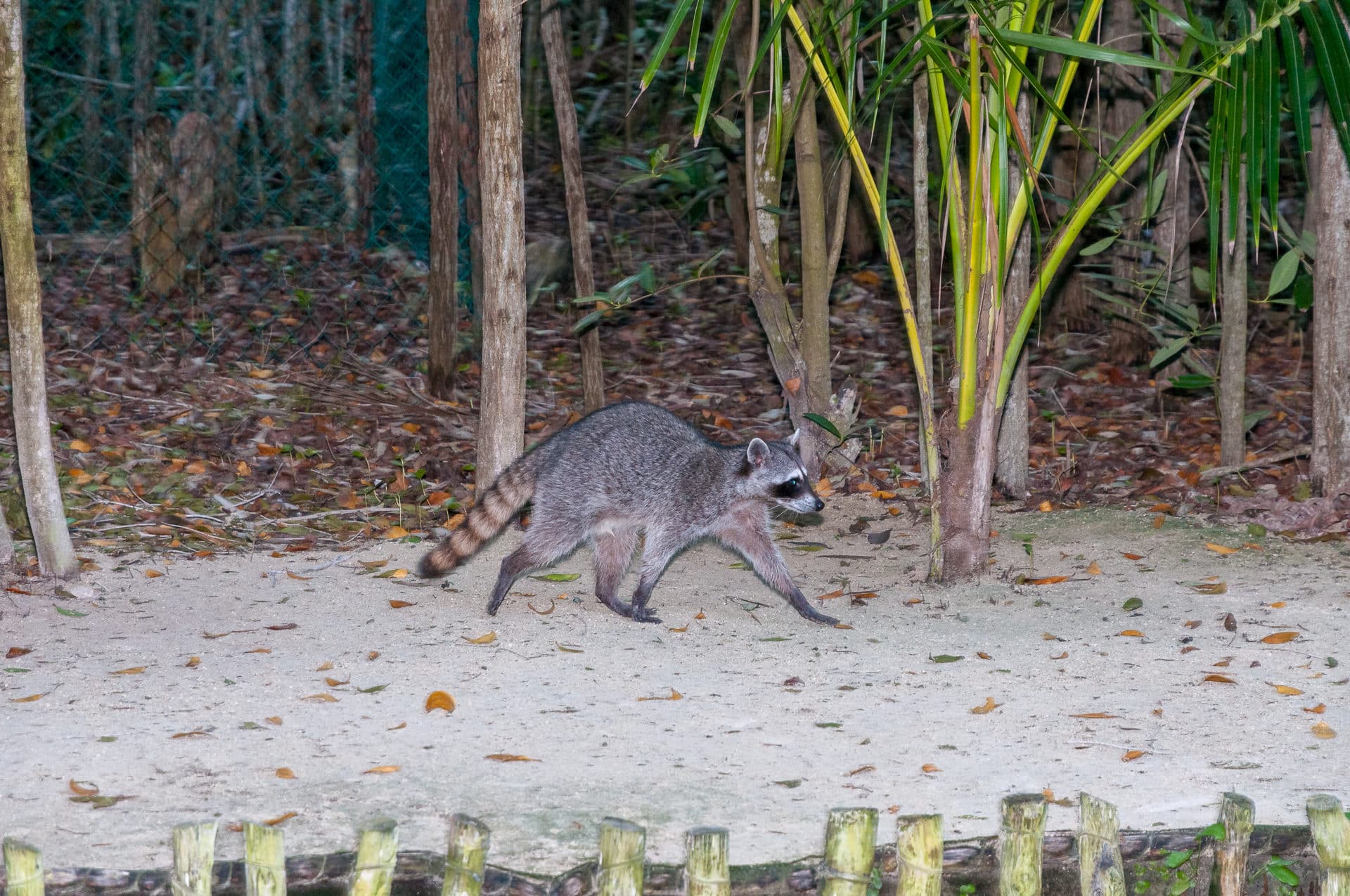 Waschbär