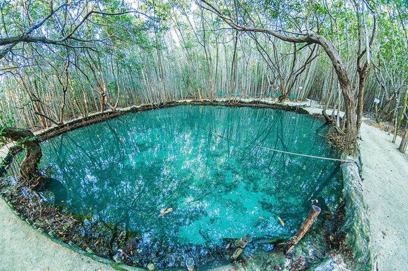 Der kristallklare Cenote del Corchito innerhalb der Reserva Ecológica El Corchito in den Mangroven